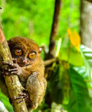 Tangkoko Nationalpark